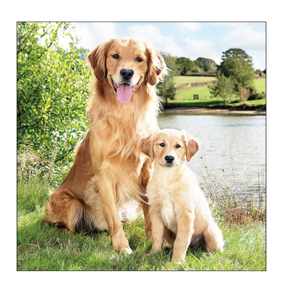 Ambiente Papierservietten Hund - Golden Retriever, 33x33cm
