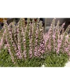 Kunstpflanze Erika, Erika calluna fuchsia, 26cm, Pick, DPI