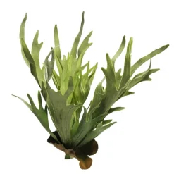 Kunstpflanze Farn, Geweihfarn grünbbraun, 47cm, Pick