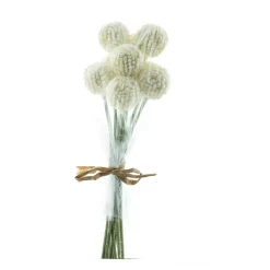 Kunstpflanze Trommelstöckchen creme, 9 St. Crespedia im Bund, 28cm