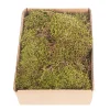Natur Moos grün, Plattenmoos grün, 150gr/Box, DIJK Natural Collections