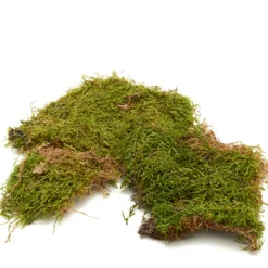 Natur Moos grün, Plattenmoos grün, 150gr/Box, DIJK Natural Collections