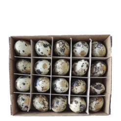 Natur Wachtel Eier, gesprenkelt gold/natur, 20St/Box