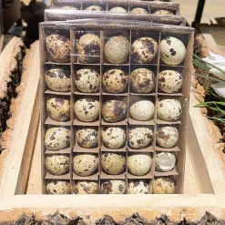 Natur Wachteleier, 30 St./Box