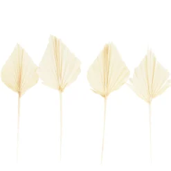 Palm Blatt Natur, 30cm, gebleicht, 4St/Pack, DIJK Natural Collections
