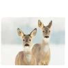 Tischset Reh, 2 Rehe im Winter, 40x30cm, MDF/Kork, Mars & More